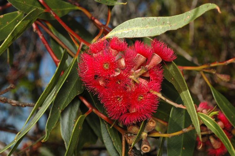 Eucalyptus lansdowneana - Crimson Mallee