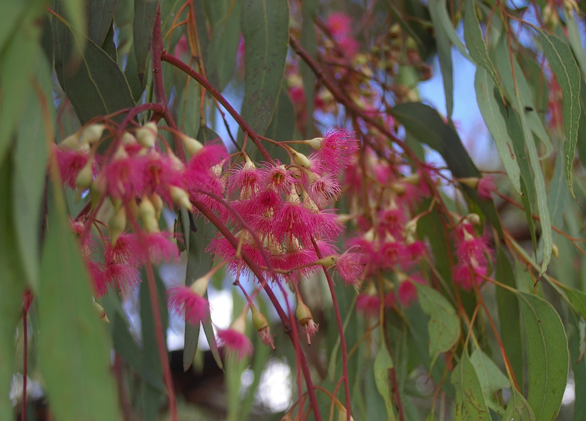 Eucalyptus sideroxylon rosea - Red-Flowering Ironbark