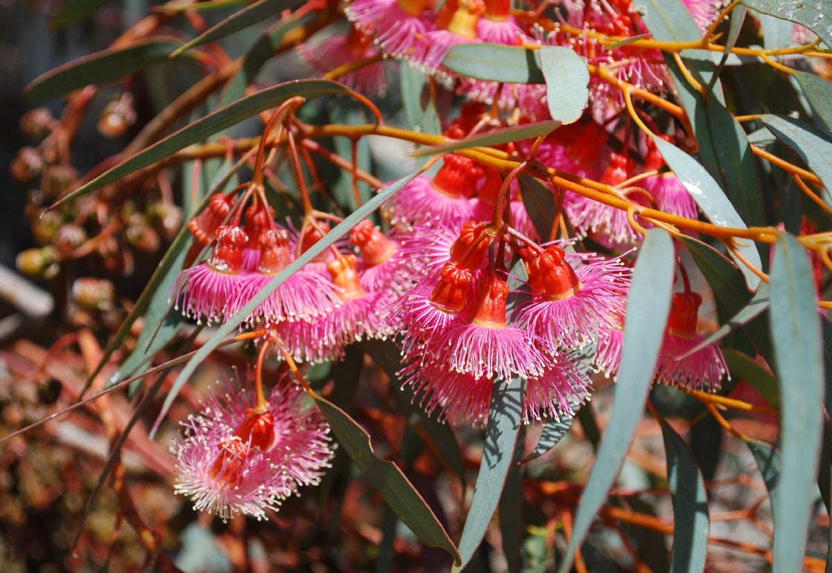 Eucalyptus torquata - Coral Gum