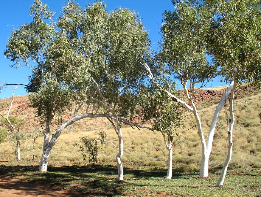 Eucalyptus victrix - Snow Queen