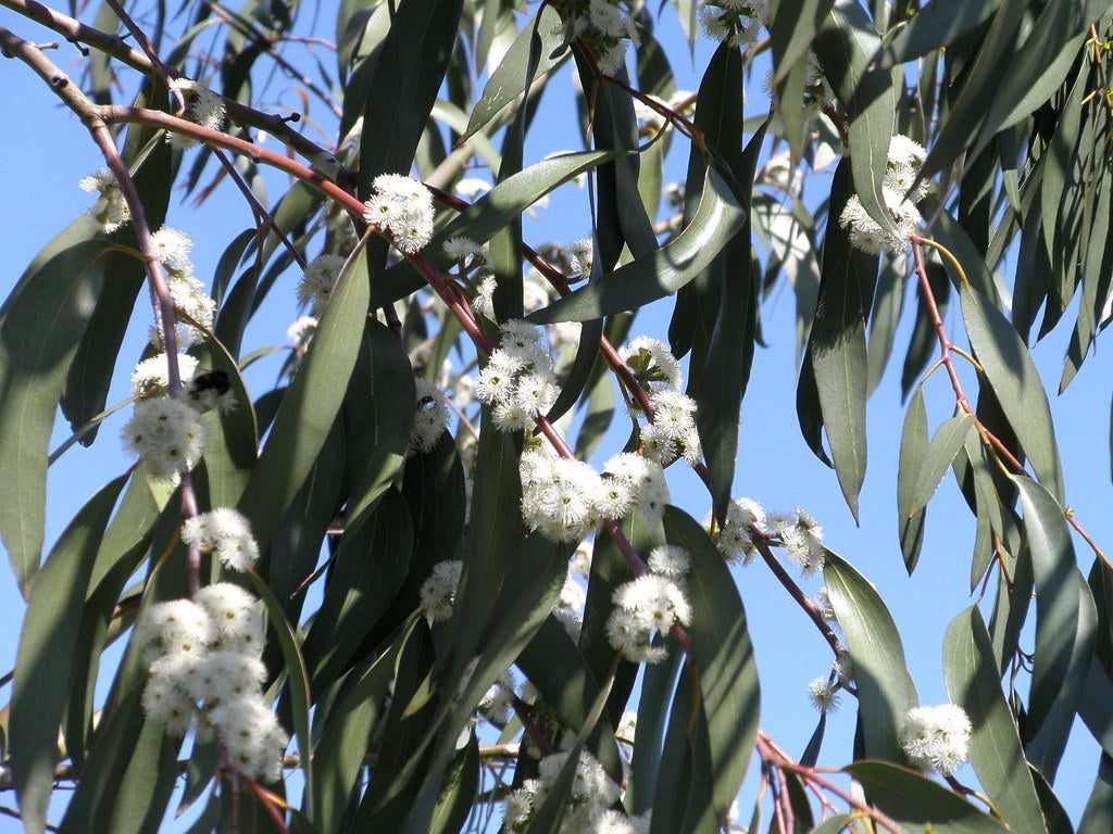 Eucalyptus victrix - Snow Queen