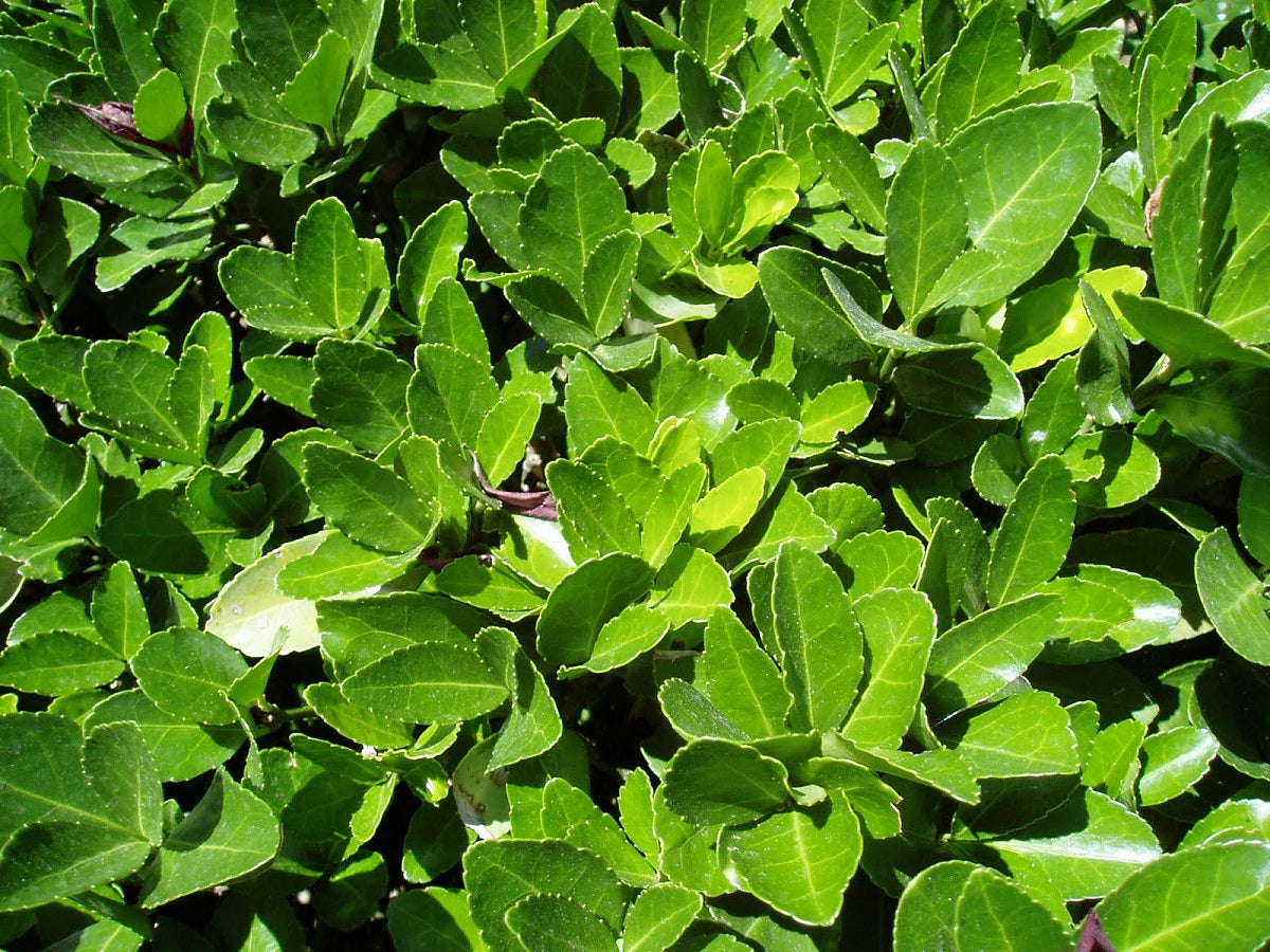 Euonymus japonicus microphyllus - EASY HEDGE - Dwarf Japanese Euonymus 'Easy Hedge' PBR