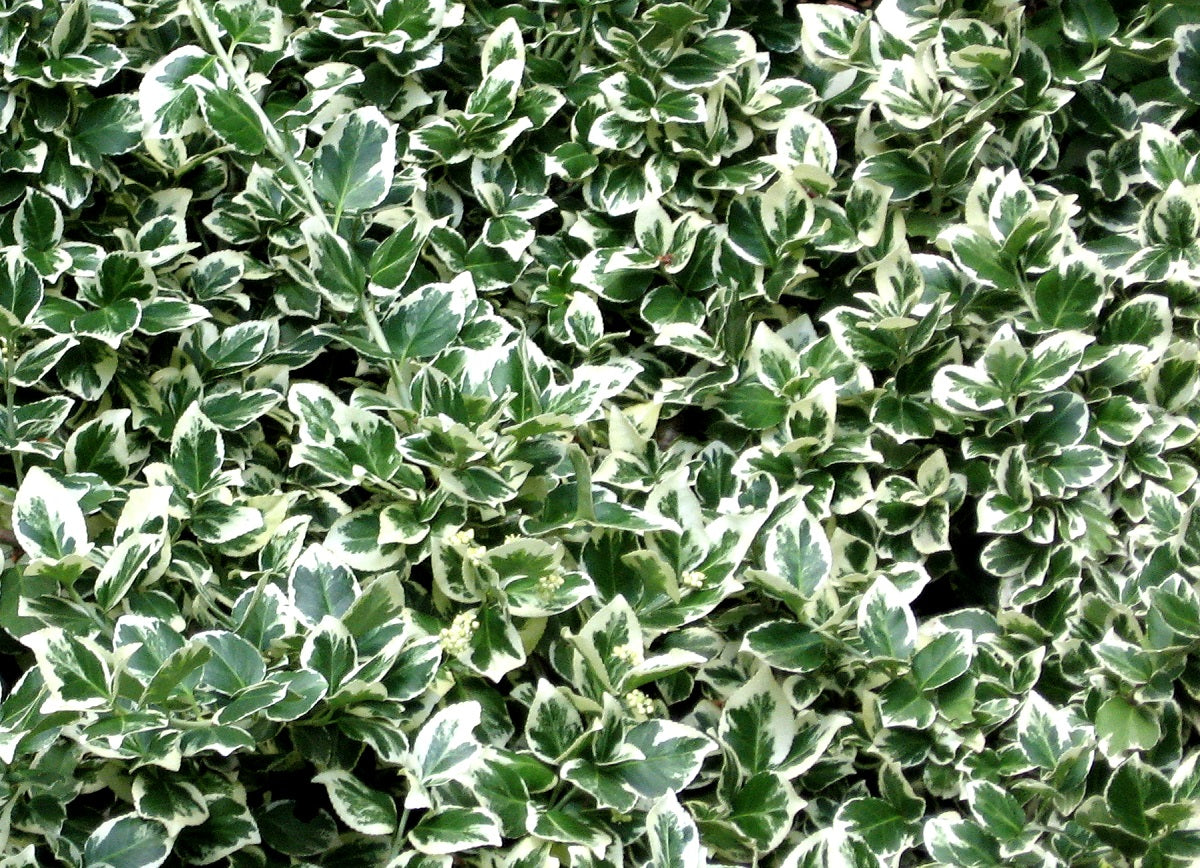 Euonymus fortunei - SILVER PILLAR - Variegated Spindle Tree