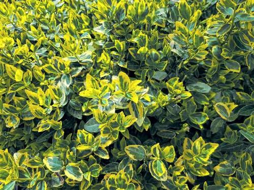 Euonymus japonicus - AUREOMARGINATUS - Golden Variegated Japanese Euonymus