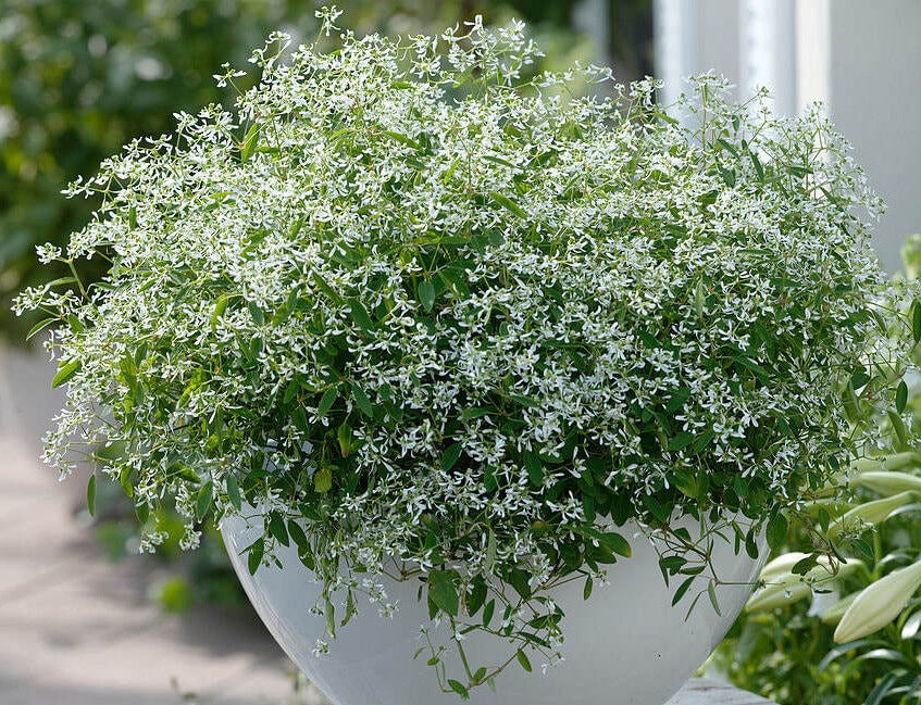 Euphorbia hypericifolia - STARDUST WHITE SPARKLE - Baby's Breath Euphorbia