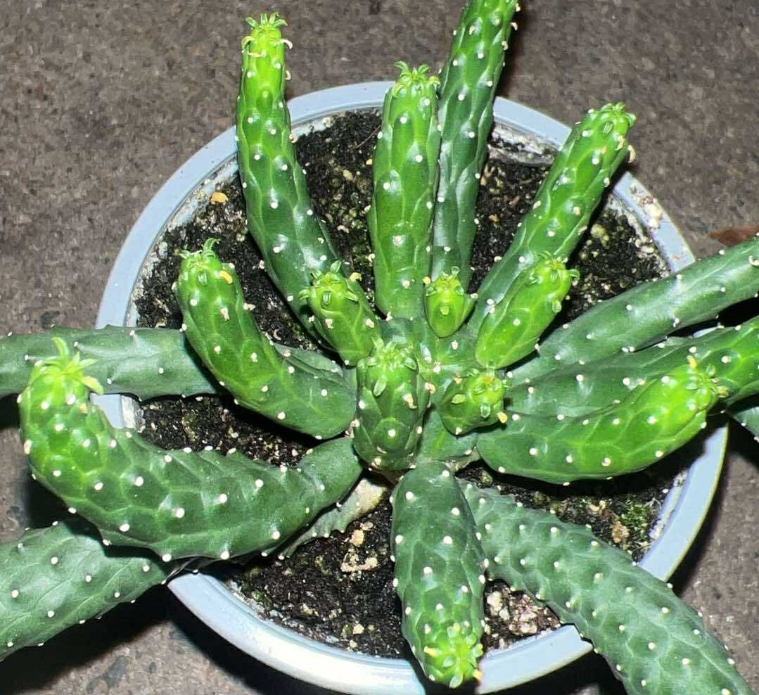 Euphorbia inermis - Green Medusas Head