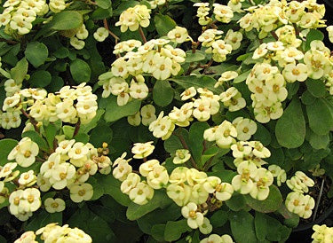 Euphorbia milii - YELLOW - Crown of Thorns