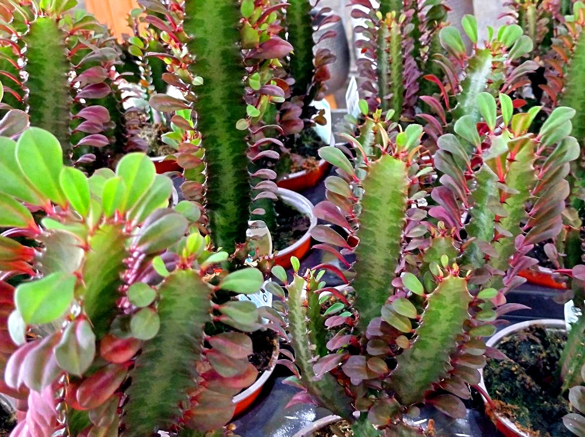 Euphorbia trigona purpurea - Purple African Milk Tree