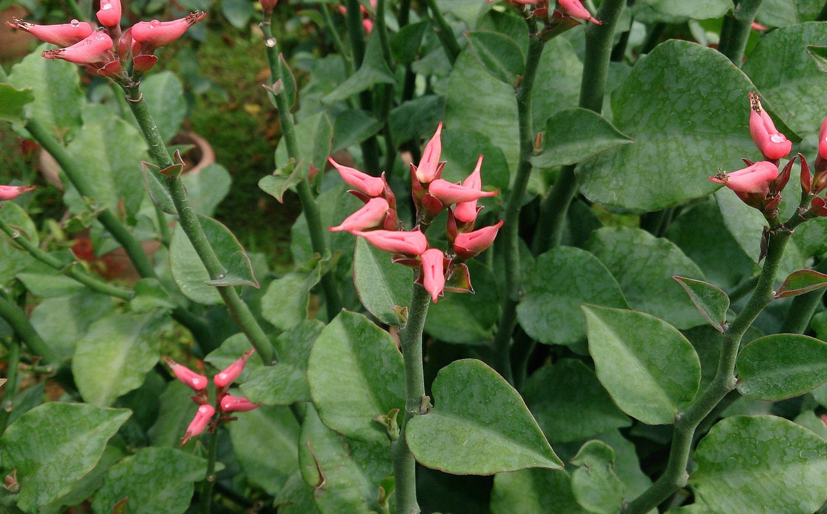 Euphorbia tithymaloides - Zigzag Plant