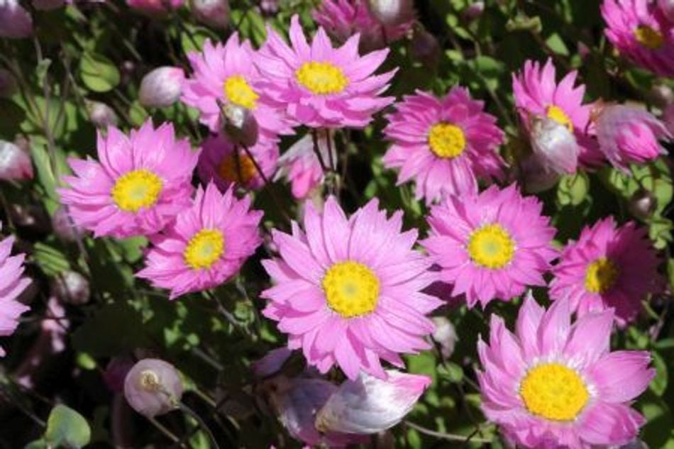 Rhodanthe manglesii - PINK SUNRAY - Pink Everlasting Daisy