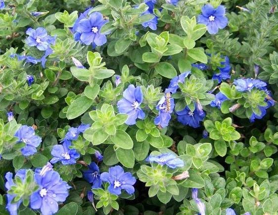 Evolvulus - BLUE MY MIND - Morning Glory 'USEVO1201' PBR