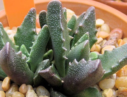 Faucaria gratiae - Dwarf Tiger Jaws