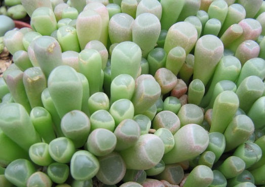 Fenestraria rhopalophylla - Baby Toes