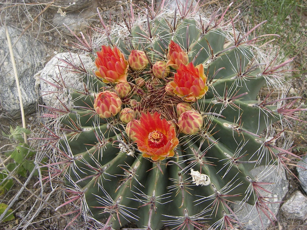 Ferocactus wislizeni - Fishhook Barrel Cactus