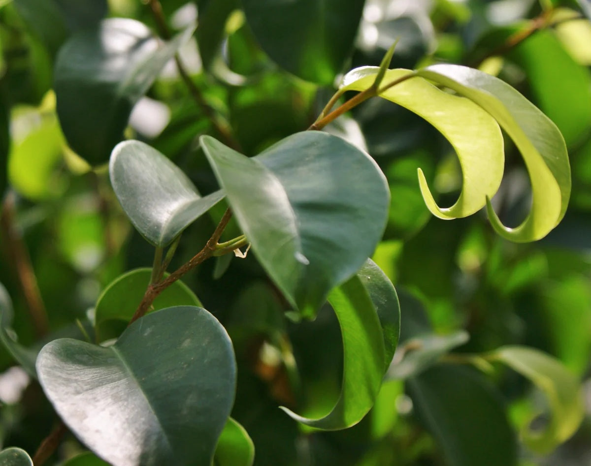 Ficus benjamina - CURLY BEN - Weeping Fig