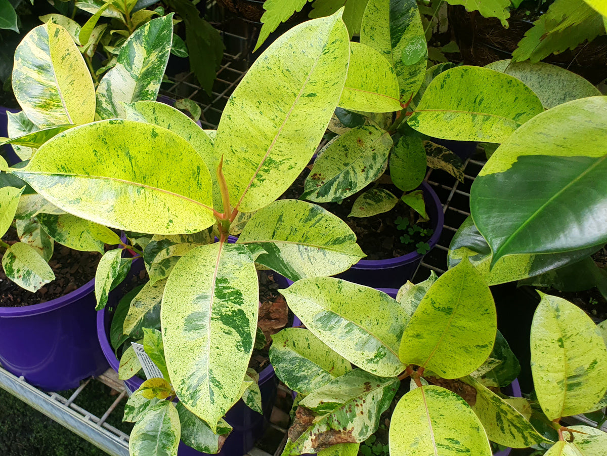 Ficus elastica - MARBLE - Variegated Rubber Fig
