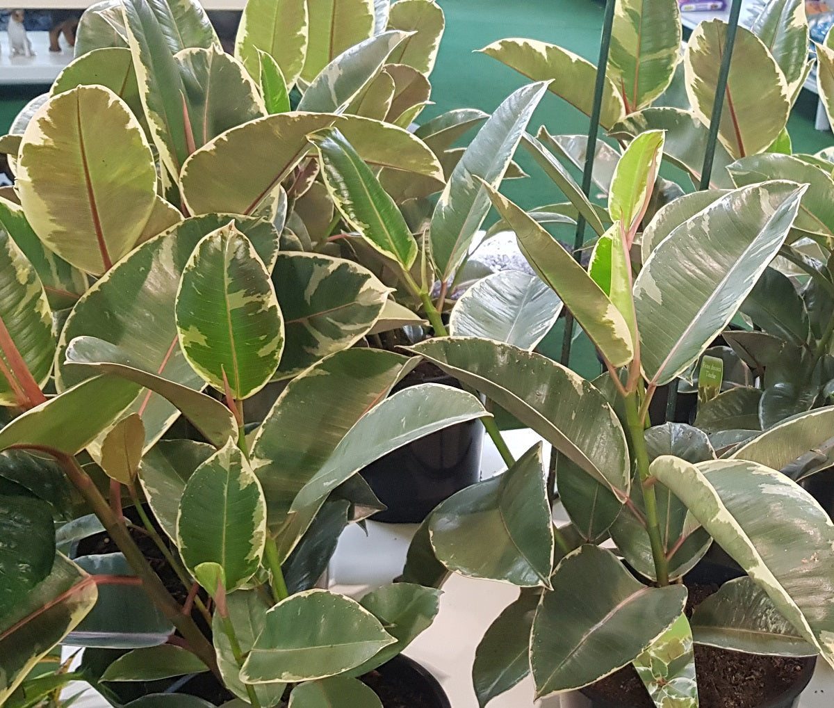 Ficus elastica - TINEKE - Variegated Rubber Fig