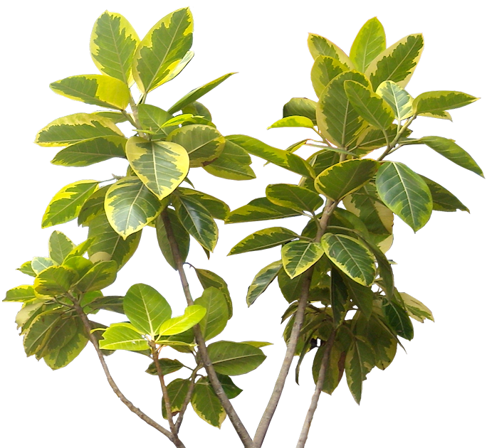 Ficus altissima - YELLOW GEM - Variegated Lofty Fig
