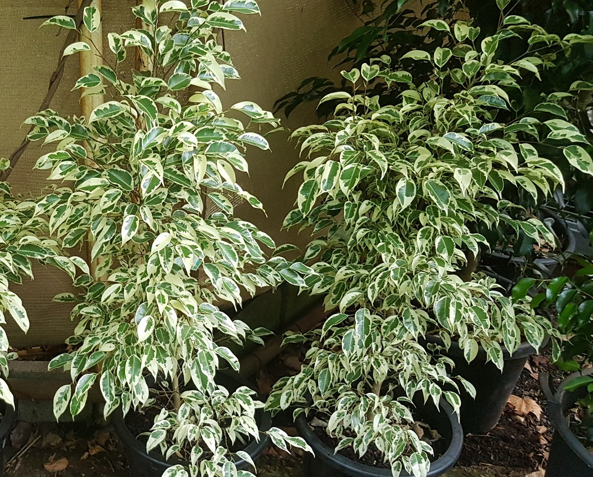 Ficus benjamina - STARLIGHT - Variegated Weeping Fig