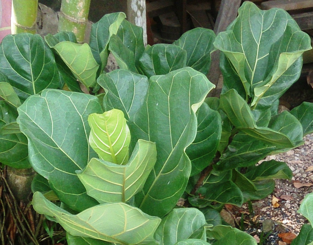 Ficus lyrata - BAMBINO - Dwarf Fiddle-Leaf Fig