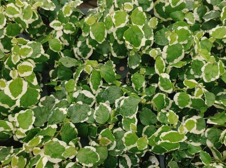 Ficus pumila - ICE CAPS - Variegated Creeping Fig Hanging Basket