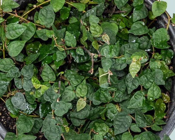 Ficus pumila - MINIMA - Creeping Fig