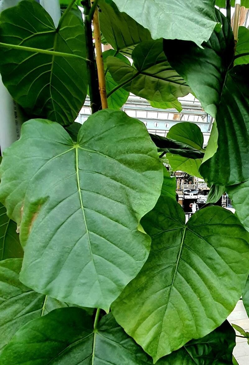 Ficus umbellata - Umbrella Tree Fig