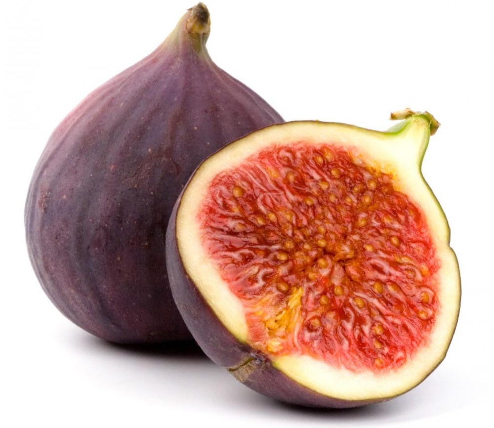 Ficus carica - BROWN TURKEY - Edible Fig