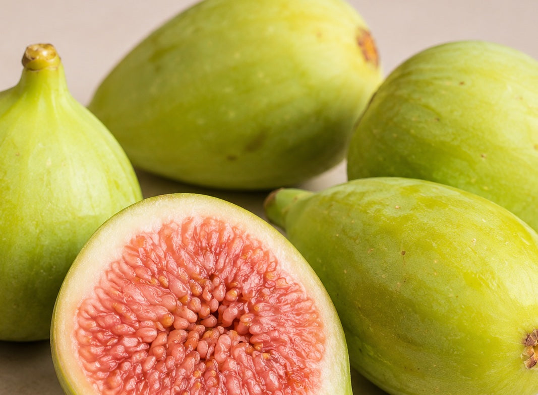 Ficus carica - WHITE GENOA - Edible Fig