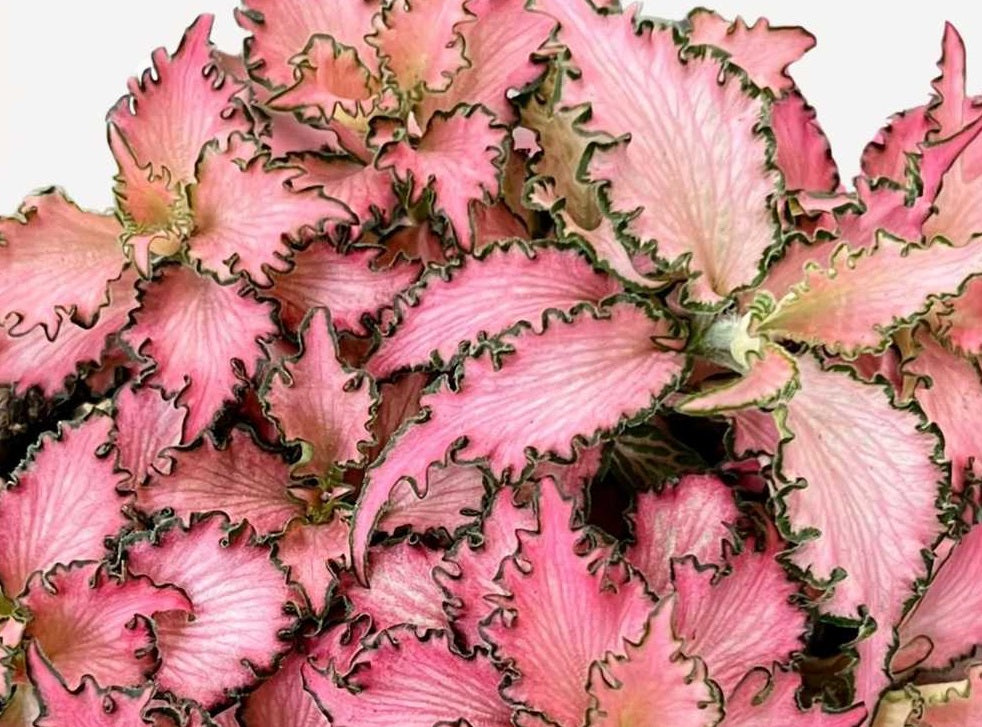 Fittonia albivenis - LIGHT PINK ANNE - Mosaic Plant