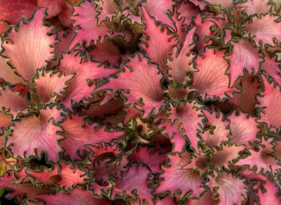 Fittonia albivenis - ROSY CLOUD - Mosaic Plant