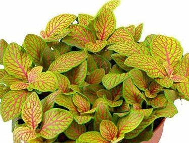 Fittonia albivenis - SKELETON - Mosaic Plant