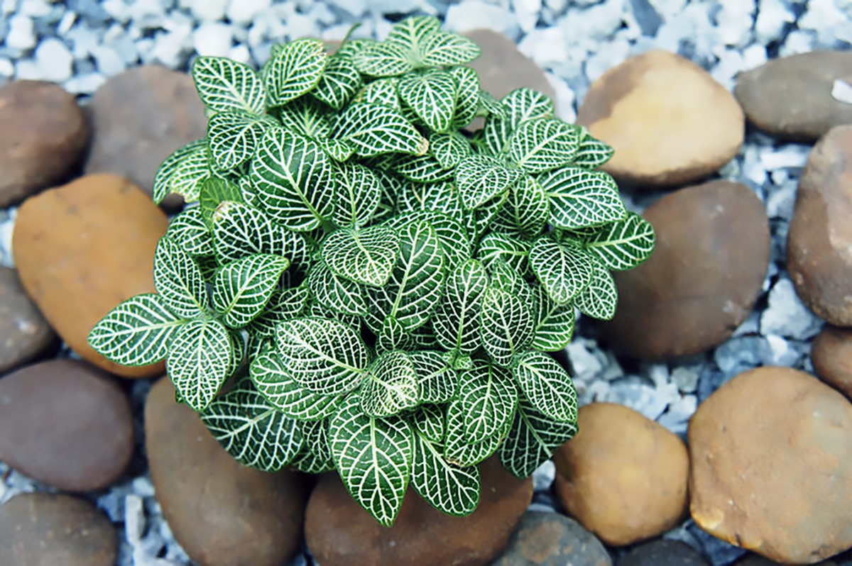 Fittonia albivenis - WHITE ANGEL - Mosaic Plant