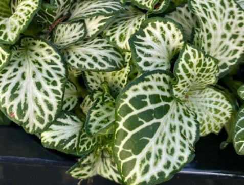 Fittonia albivenis - WHITE ANNE - Mosaic Plant