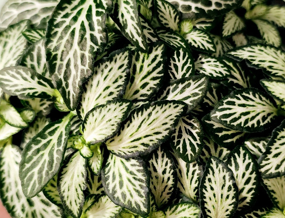 Fittonia albivenis - WHITE TIGER - Mosaic Plant