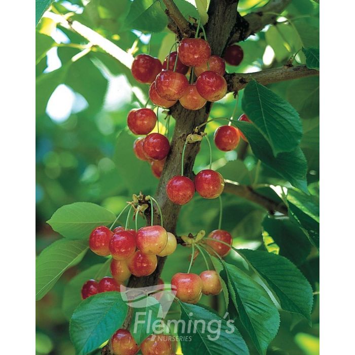Prunus avium - ROYAL RAINIER - Cherry
