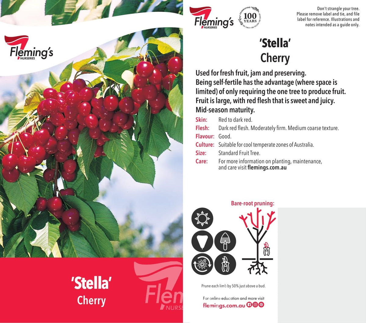 Prunus avium - STELLA - Cherry