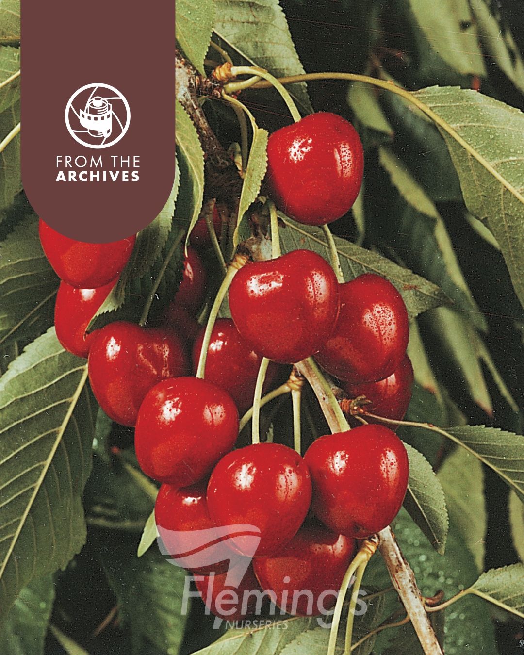 Prunus avium - STELLA - Cherry