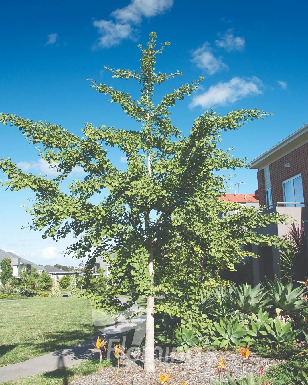 Ginkgo biloba - Maidenhair Tree