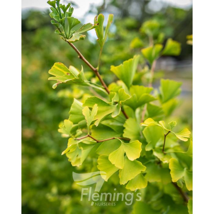 Ginkgo biloba - Maidenhair Tree