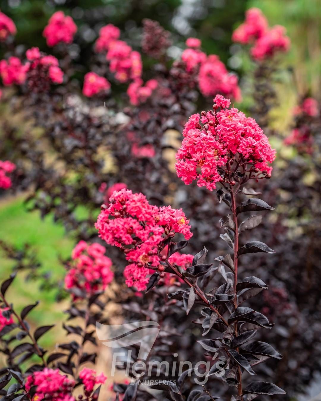 Lagerstroemia indica x subcostata fauriei - MIDNIGHT MAGIC - Crepe Myrtle 'PIILAG-V' PBR