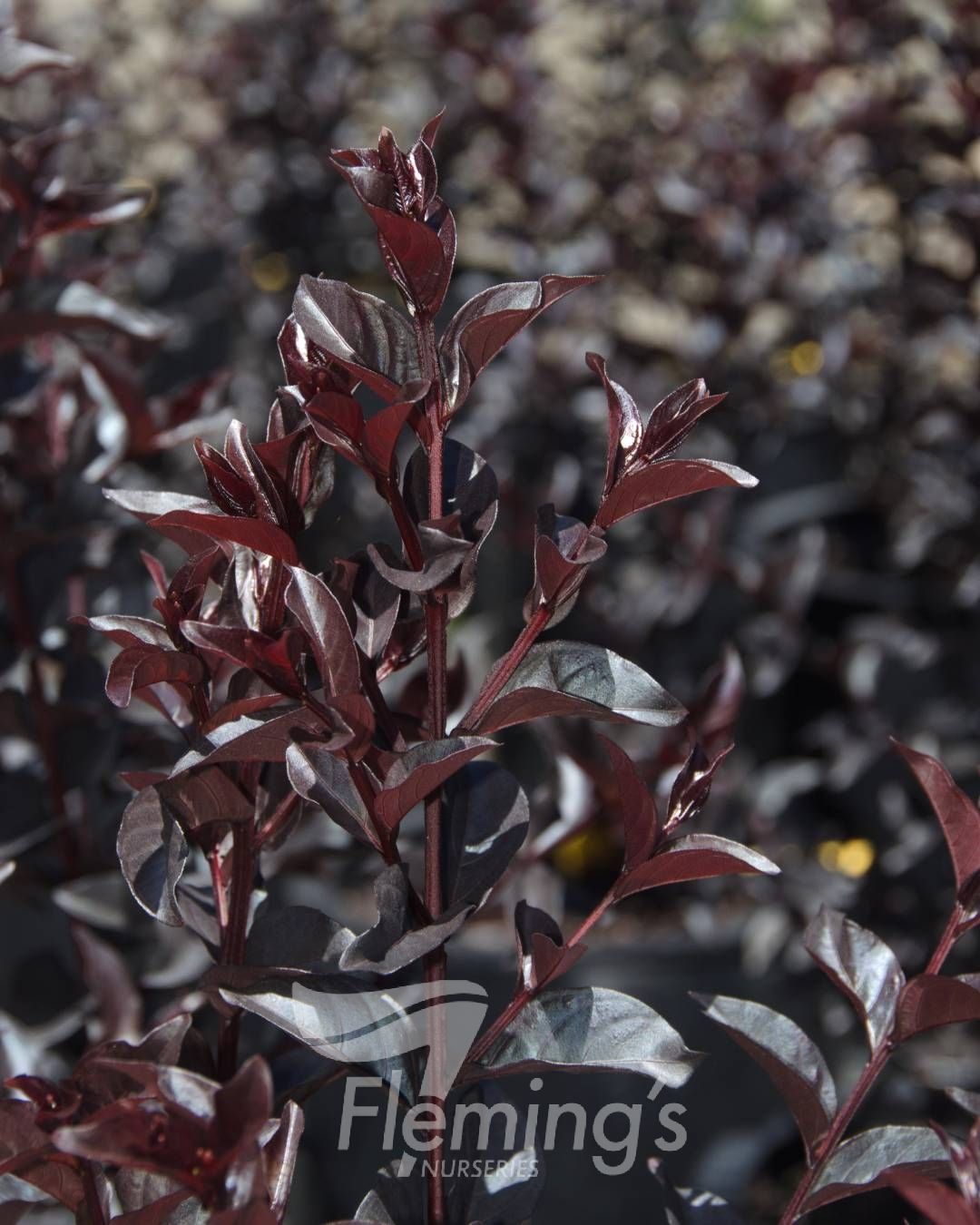 Lagerstroemia indica x subcostata fauriei - MIDNIGHT MAGIC - Crepe Myrtle 'PIILAG-V' PBR