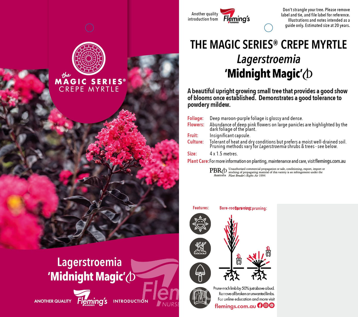 Lagerstroemia indica x subcostata fauriei - MIDNIGHT MAGIC - Crepe Myrtle 'PIILAG-V' PBR