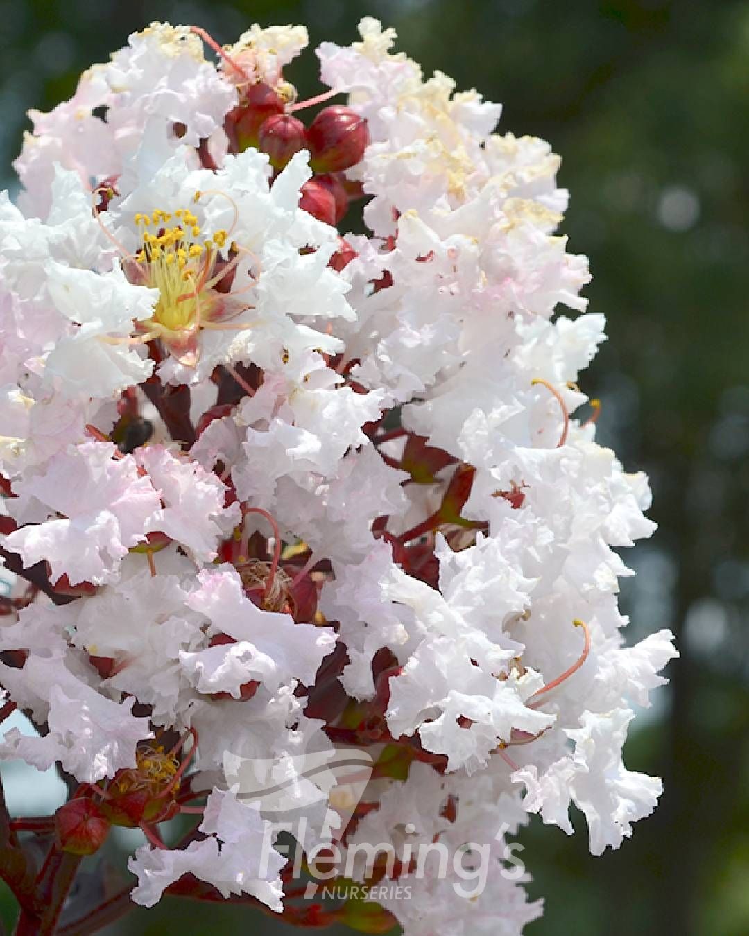Lagerstroemia indica x subcostata fauriei - MOONLIGHT MAGIC - Crepe Myrtle 'PIILAG-IV' PBR