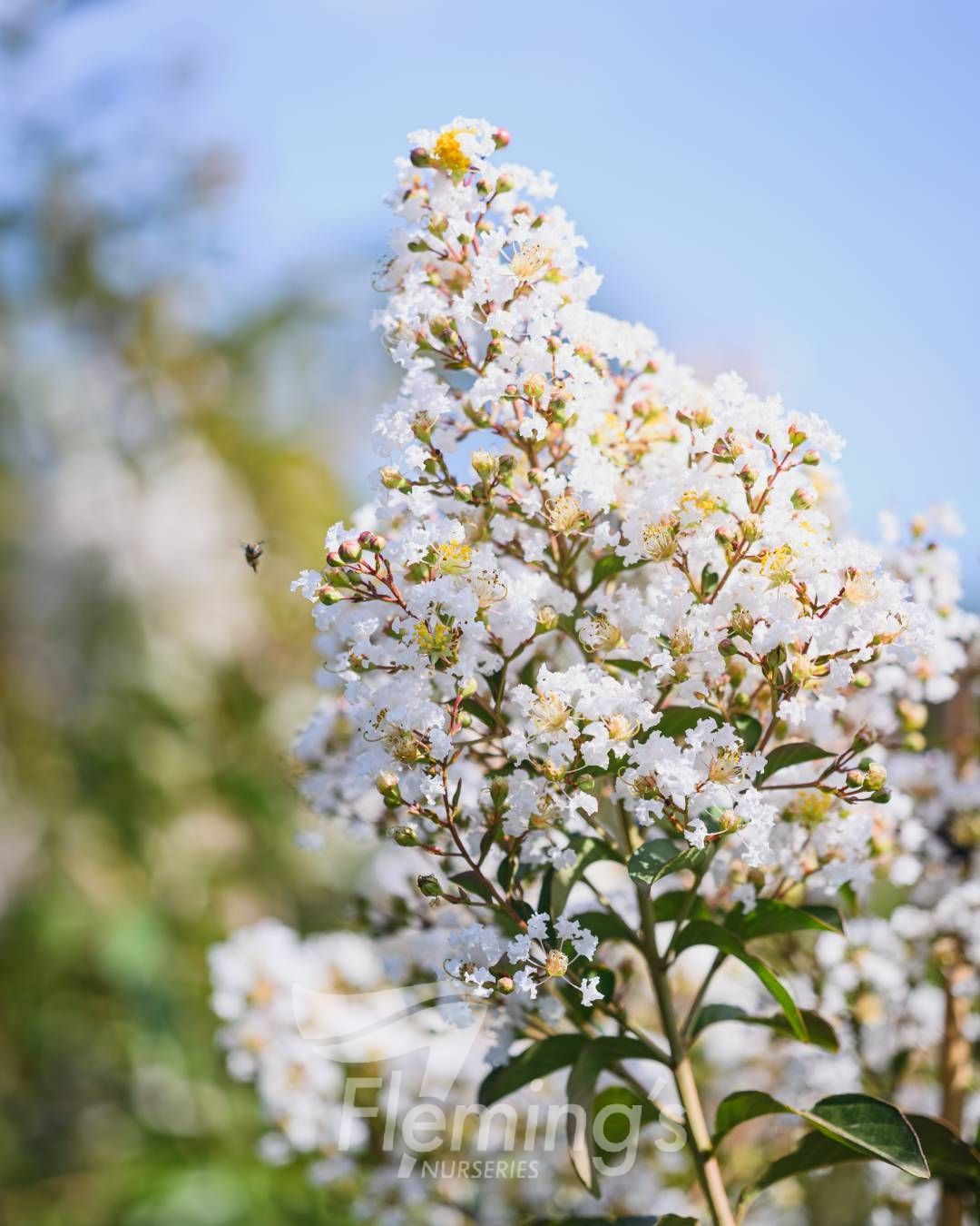 Lagerstroemia indica x subcostata fauriei - NATCHEZ - White Crepe Myrtle