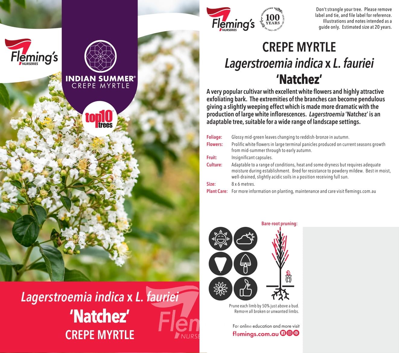 Lagerstroemia indica x subcostata fauriei - NATCHEZ - White Crepe Myrtle