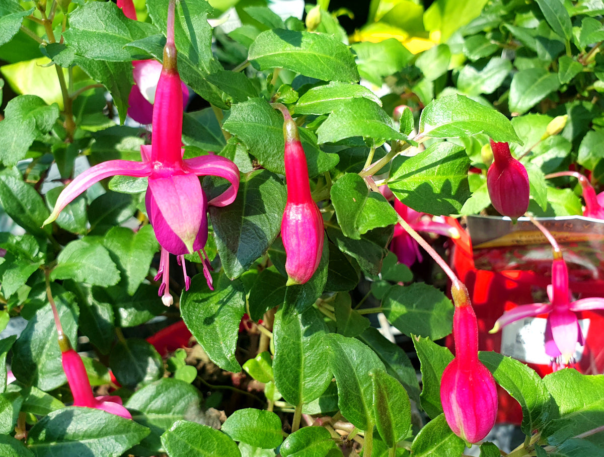 Fuchsia - BEACON