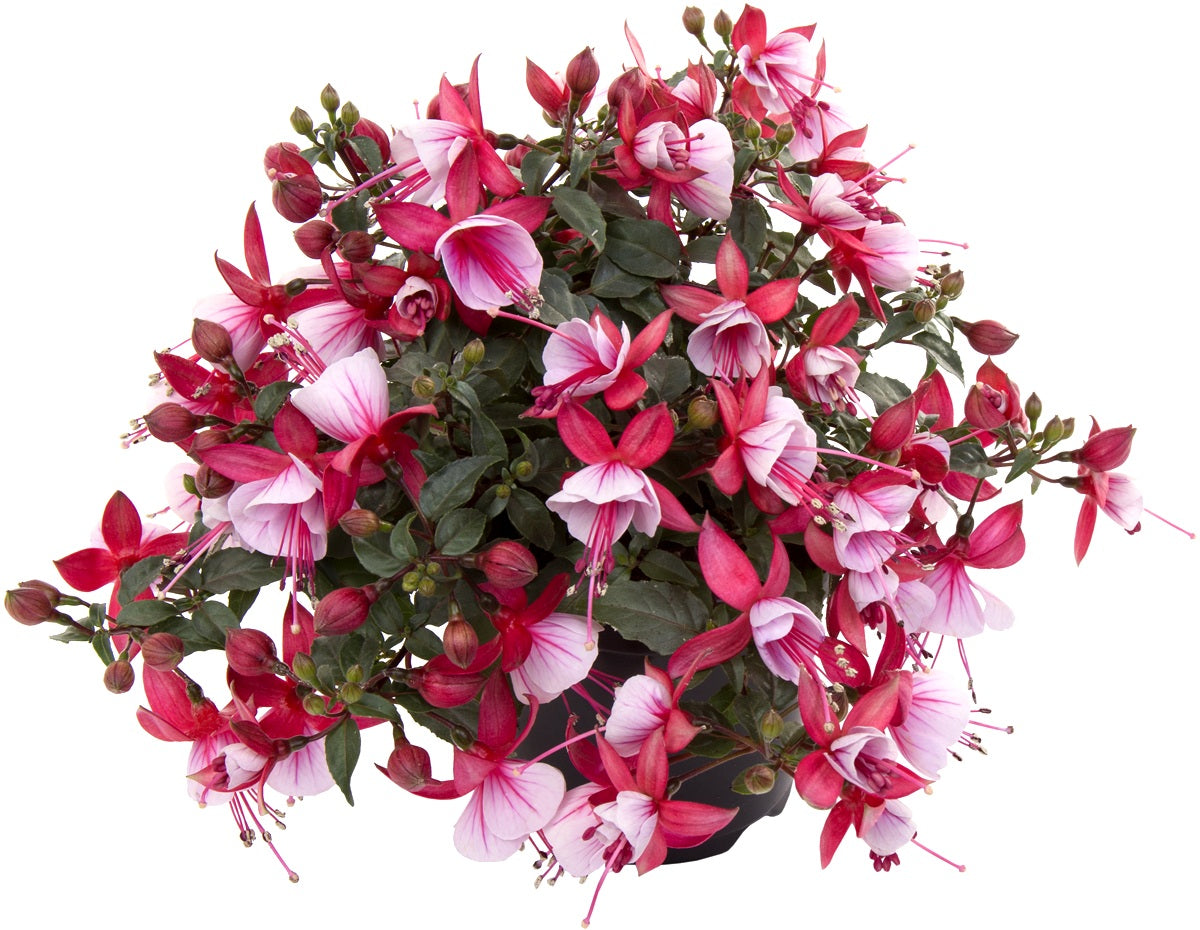 Fuchsia - BELLA HILDA