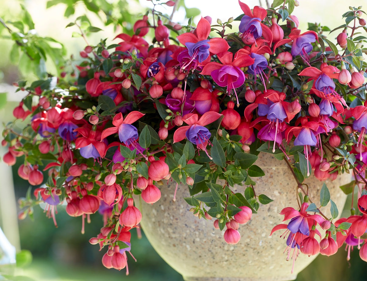 Fuchsia - BELLA MARIA