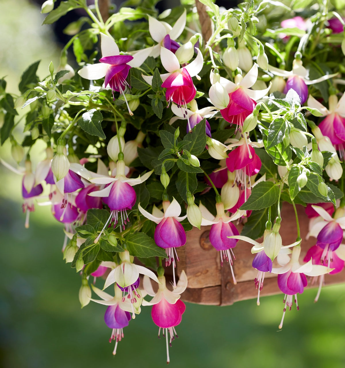 Fuchsia - BELLA NORA